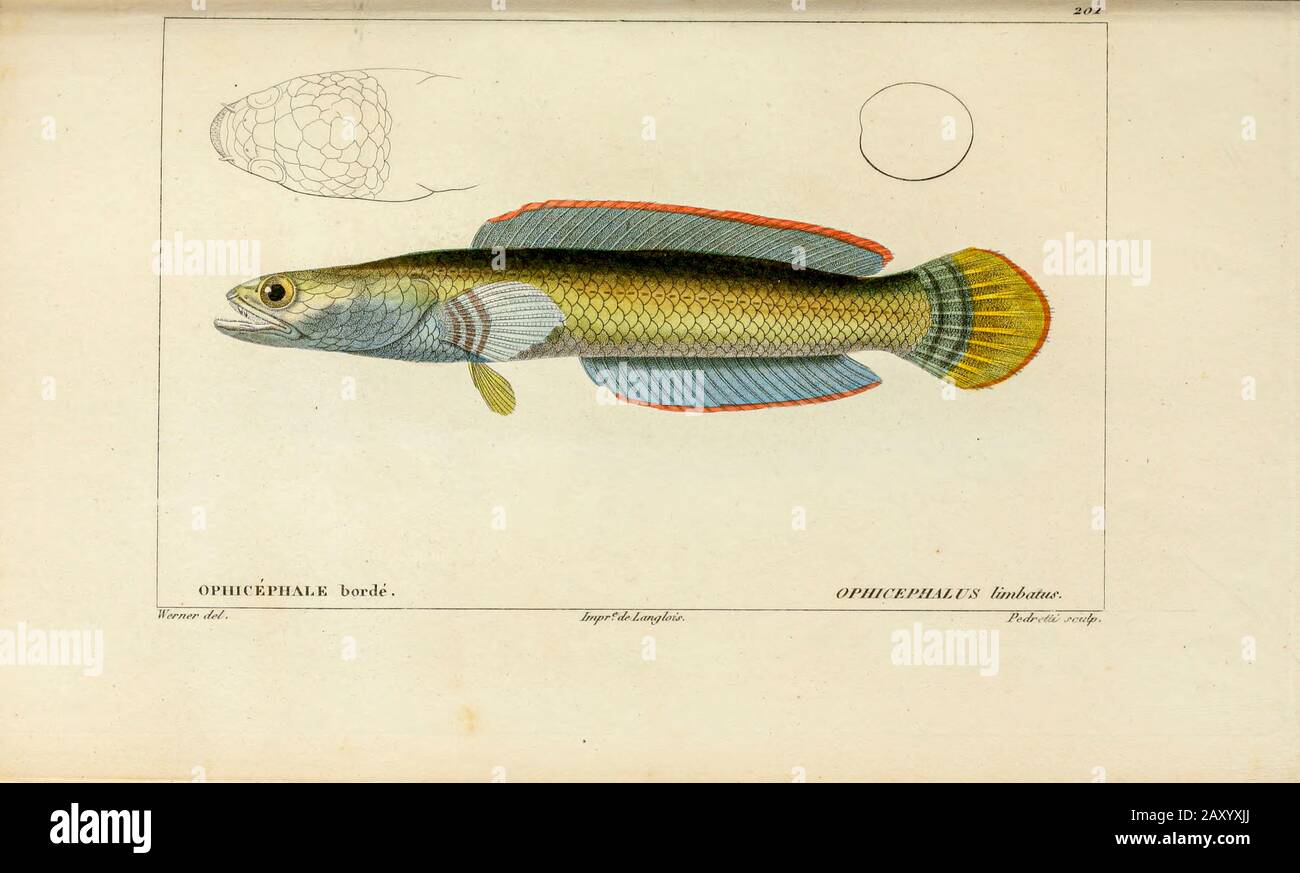 Ophicephalus, de l'Histoire naturelle des poissons (Histoire naturelle du poisson) est un traitement en 22 volumes de l'ichthyologie publié en 1828-1849 par le sauveur français Georges Cuvier (1769-1832) et son étudiant et successeur Achille Valenciennes (1794-1865). Banque D'Images