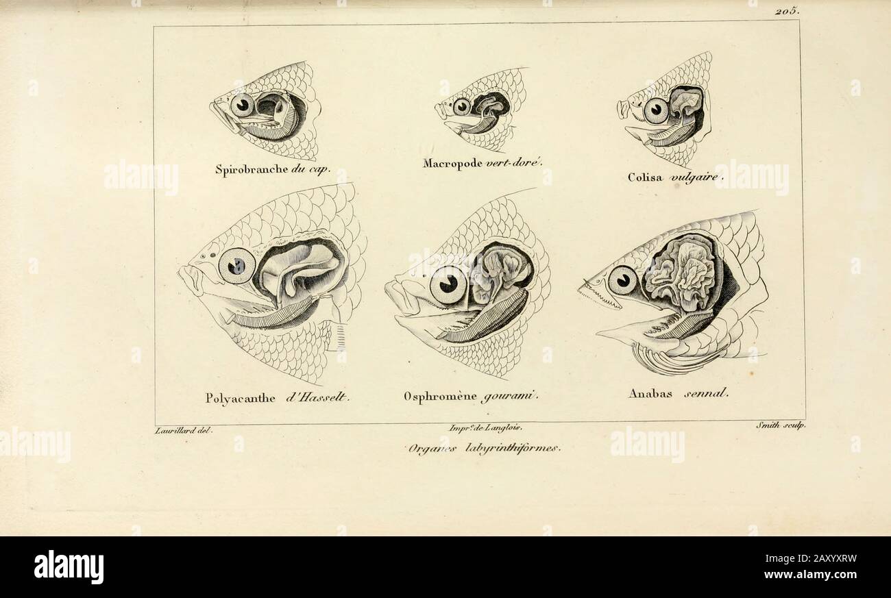 Têtes et papillons de divers poissons de l'Histoire naturelle des poissons (Histoire naturelle du poisson) est un traitement de 22 volumes de l'ichthyologie publié en 1828-1849 par le sauveur français Georges Cuvier (1769-1832) et son étudiant et successeur Achille Valenciennes (1794-1865). Banque D'Images