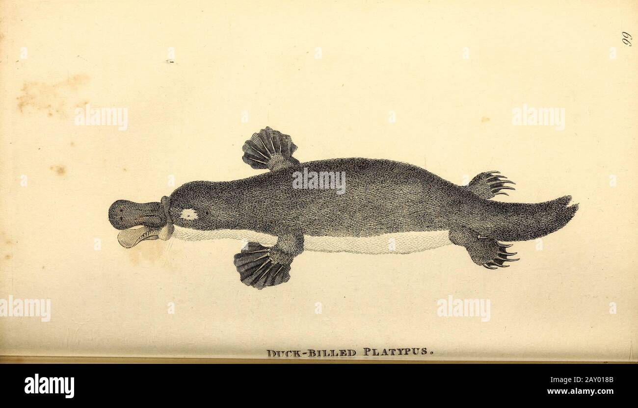 Platypus à bec de canard de la zoologie générale, ou histoire naturelle Systématique partie I, par Shaw, George, 1751-1813; Stephens, James Francis, 1792-1853; Heath, Charles, 1785-1848, graveur; Griffith, Mme, graveur; Chappelow. Copperplate Imprimé à Londres en 1800. Probablement les artistes n'ont jamais vu un spécimen vivant Banque D'Images