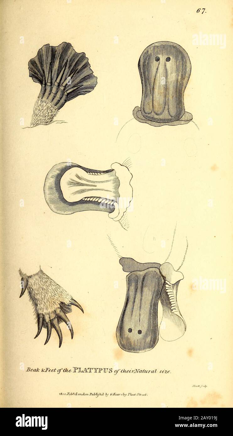 Platypus à bec de canard de la zoologie générale, ou histoire naturelle Systématique partie I, par Shaw, George, 1751-1813; Stephens, James Francis, 1792-1853; Heath, Charles, 1785-1848, graveur; Griffith, Mme, graveur; Chappelow. Copperplate Imprimé à Londres en 1800. Probablement les artistes n'ont jamais vu un spécimen vivant Banque D'Images