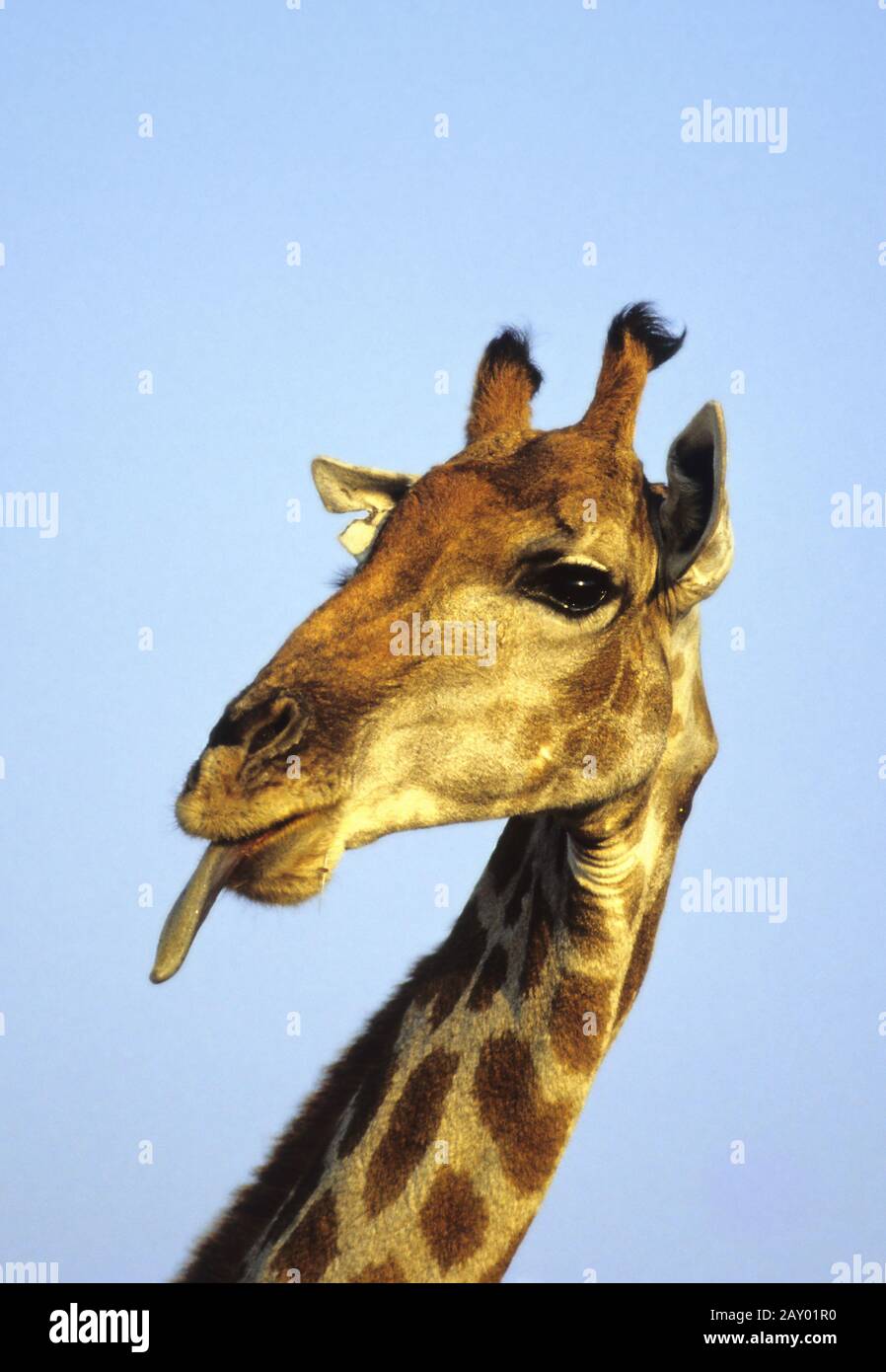 Giraffe avec langue, Giraffe s'en sortant de sa langue, animaux drôles, images d'animaux drôles Banque D'Images