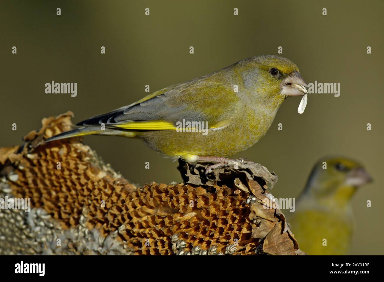 Greenfinch mâle, Carduelis chloris, Greenfinch mâle assis sur la branche d'épinette Greenfinch finches finches Ostabkreis Baden-Wuerte Banque D'Images