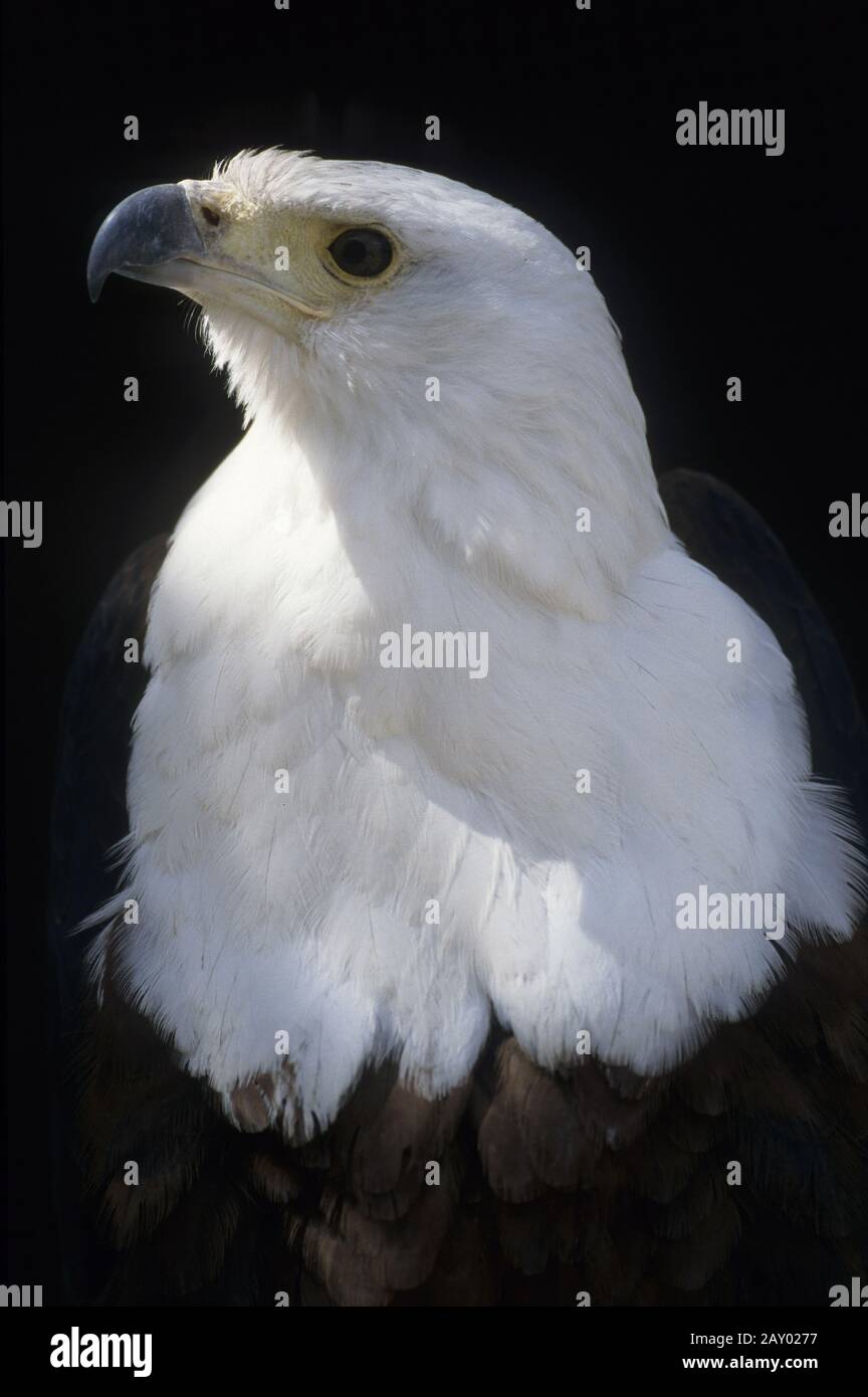 Schreiseadler, haliaetus, vocifer Falco, aigle-poisson africain, aigle-poisson africain, aigle-mer africain, aigle-mer africain, aigle-mer africain, Banque D'Images