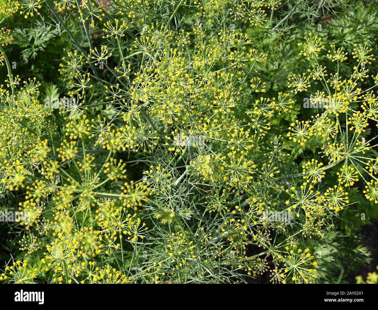 Anethum graveolens Banque de photographies et d’images à haute ...