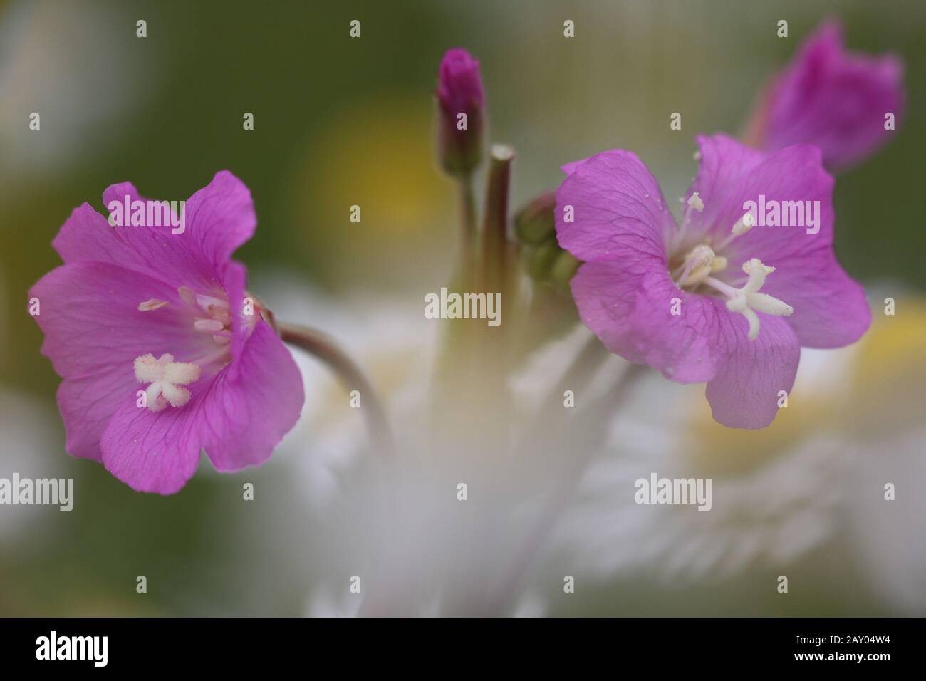 Weidenroeschen auf Schutthalde, Epilobium, saules, talus Banque D'Images