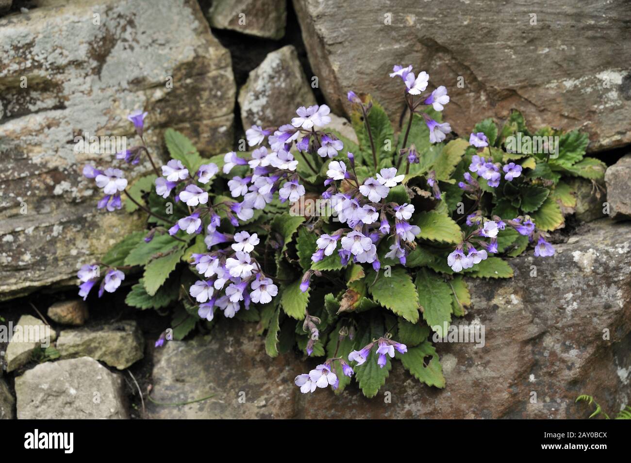 Wallflower, Haberla Rhodopensis, Balkans Banque D'Images