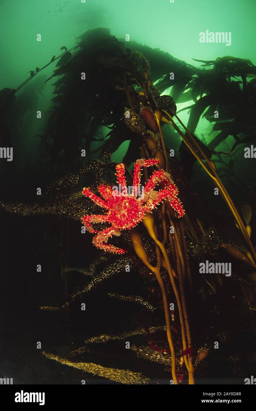 Crabe royal du sud ou centola chilienne, forêt de Kelp, Tierra del Fuego, Argentine, Amérique du Sud Banque D'Images