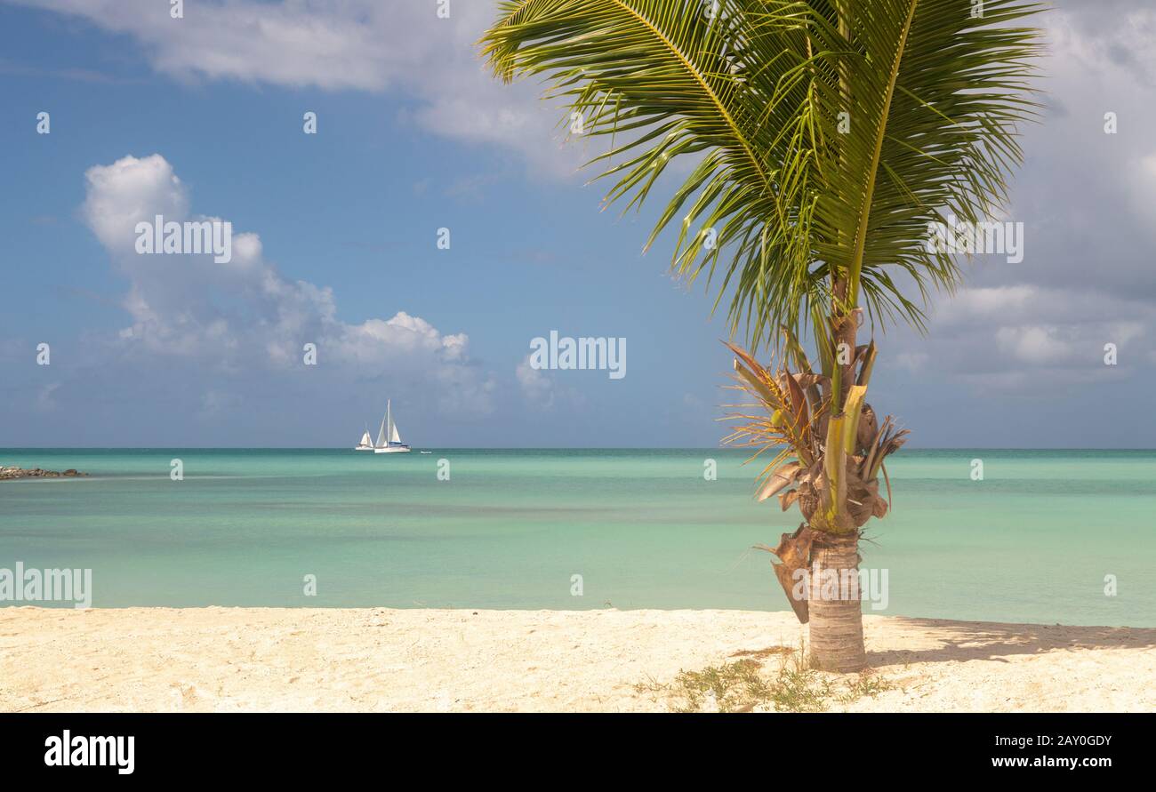 Palmier sur la plage de Ffryes, Antigua & Barbuda Banque D'Images