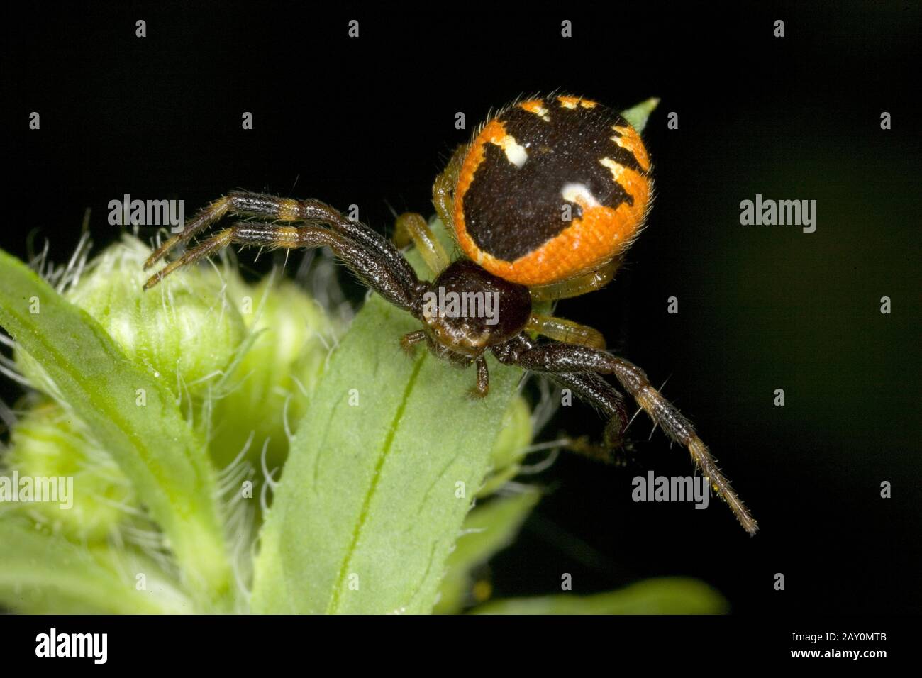 Krabbenspinne (Synema globosum) - Synema globosum Banque D'Images