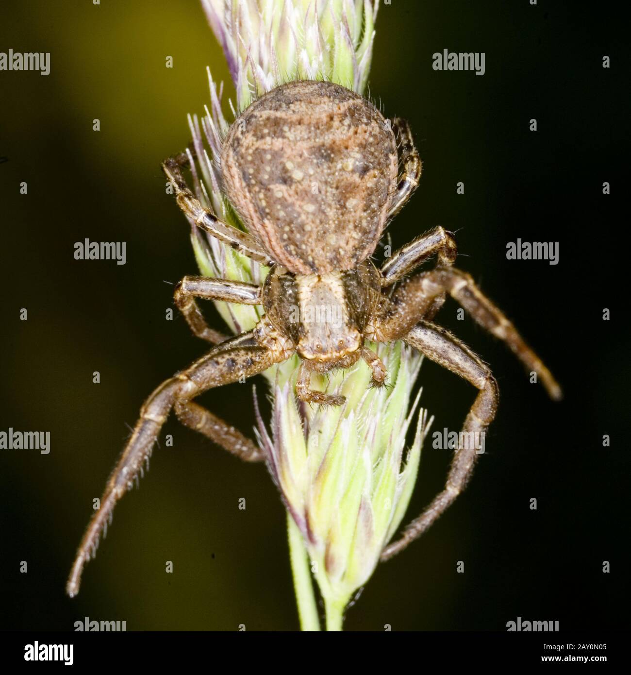 Araignée de Busch-Crab (cristatus de Xysticus) * cristatus de Xysticus Banque D'Images