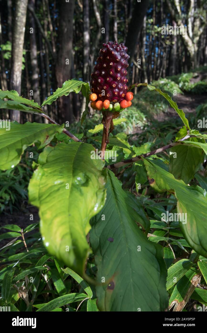 Arisaema serratum, l'arisaema japonais. Sur le sentier de montagne étroit. Plantes toxiques. Mamushi-gusa, la mauvaise herbe à viper, en japonais. Banque D'Images