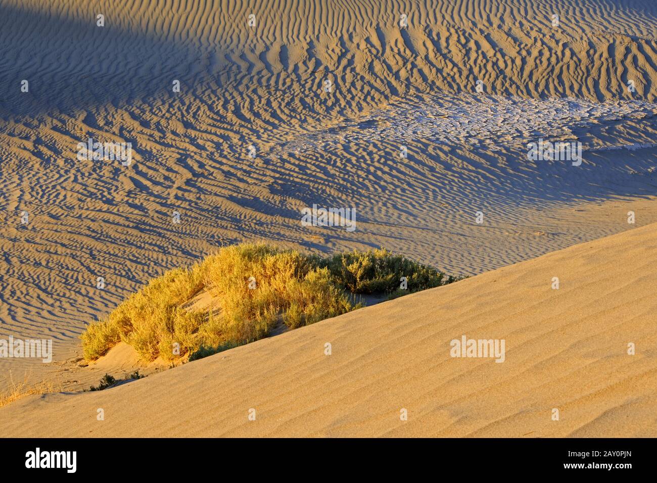 Dunes De Mesquite Flat, Au Lever Du Soleil, Parc National De La Vallée De La Mort Banque D'Images