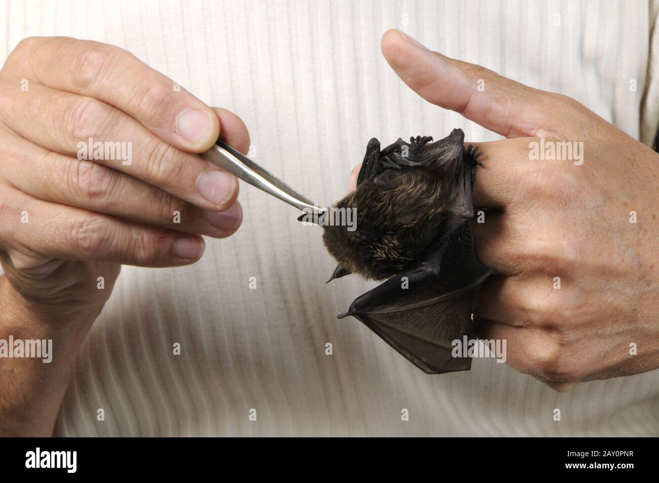 Breitfluegelfledermaus wird gefuettert, Eptesicus serotinus, Serotine Bat Be alimentation Banque D'Images