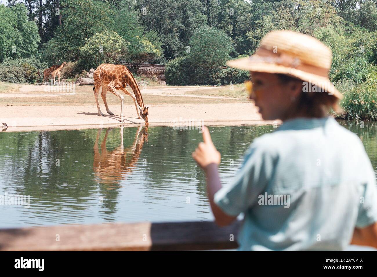 Heureuse fille étudiante en zoologie asiatique regardant girafe boire du lac Banque D'Images