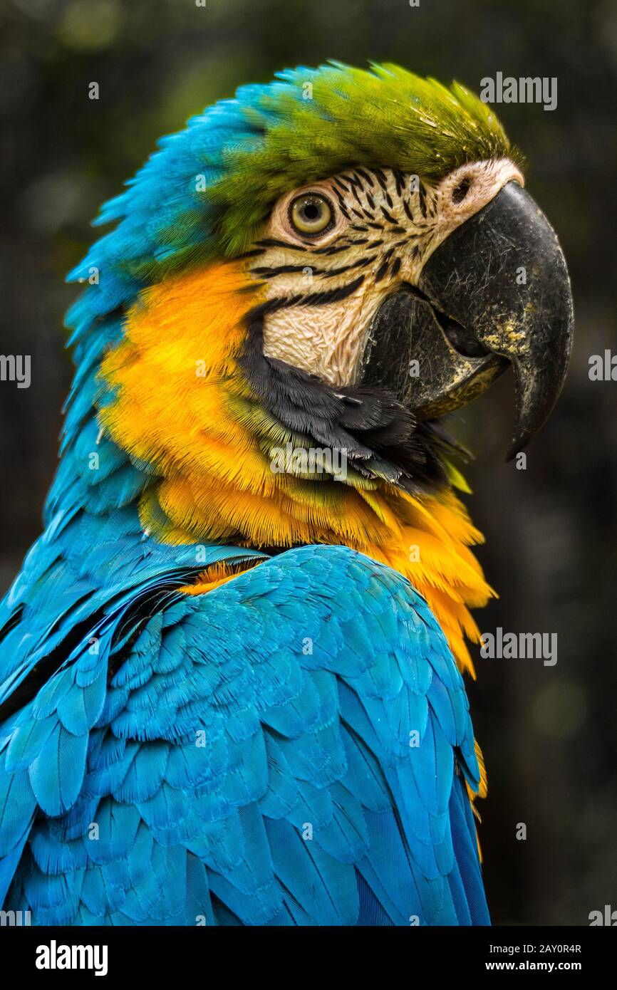 Portrait de gros plan d'un macaw, Indonésie Banque D'Images
