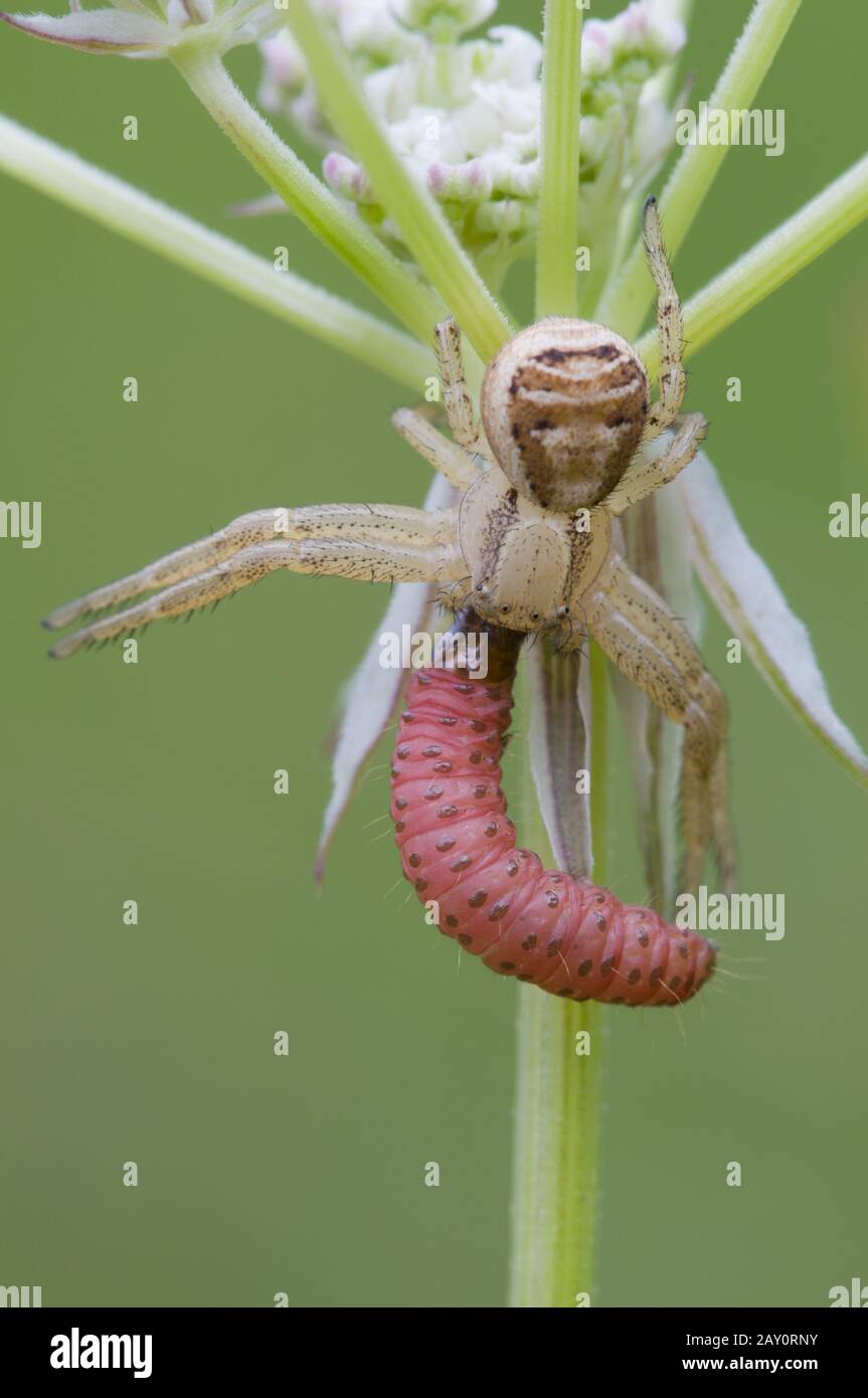 Braune Krabbenspinne mit Beute / Crab Spider avec statut Prey / Xysticus Banque D'Images