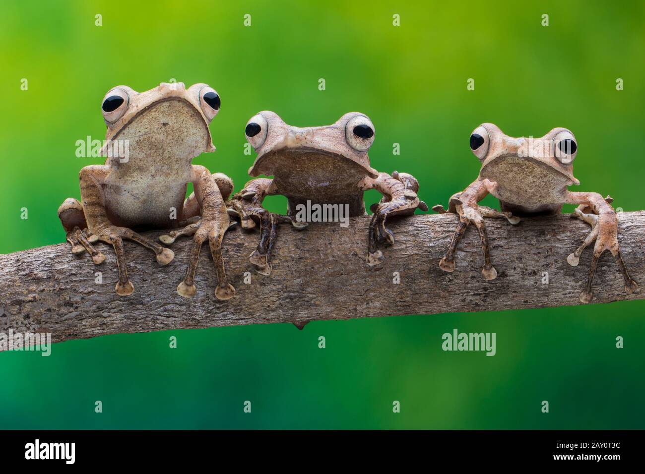 Trois grenouilles sur une branche, l'Indonésie Banque D'Images