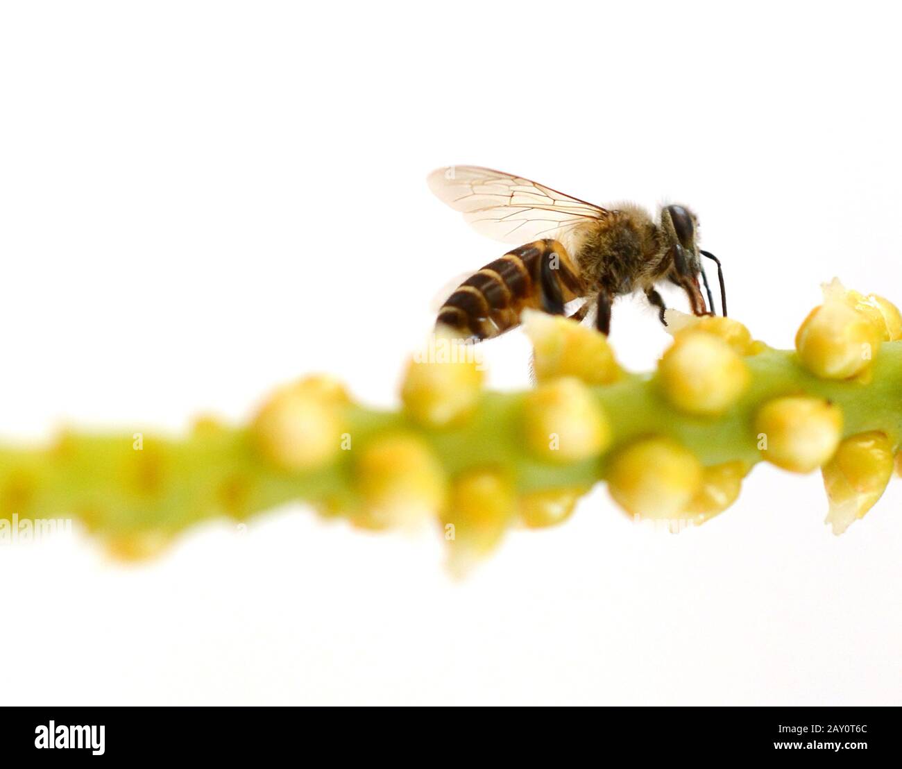Abeille bourbée avec sa tête enfouie dans une fleur de pissenlit, recouverte de pollen, sur fond blanc. Banque D'Images