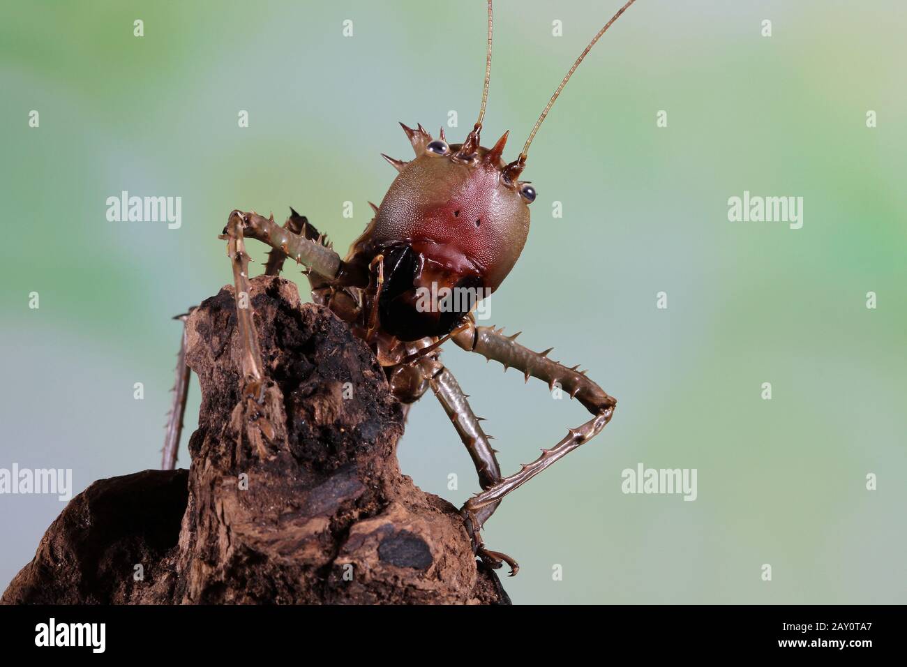 Portrait d'un katydid à tête de Dragon sur le bois, Indonésie Banque D'Images