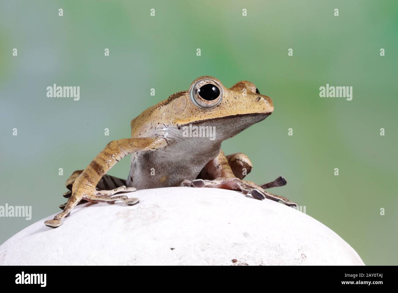 Grenouille arborée Bornéo sur un rocher, Indonésie Banque D'Images