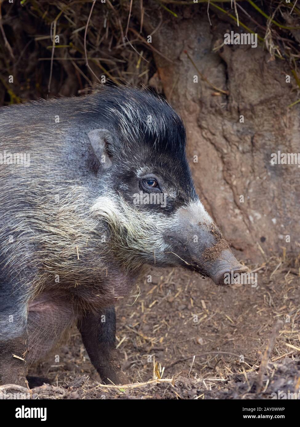 Sus cebifrons cochon verruqueuse Visayan photographie en captivité Banque D'Images