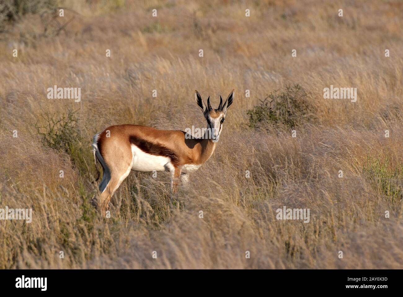 Springbock Banque D'Images