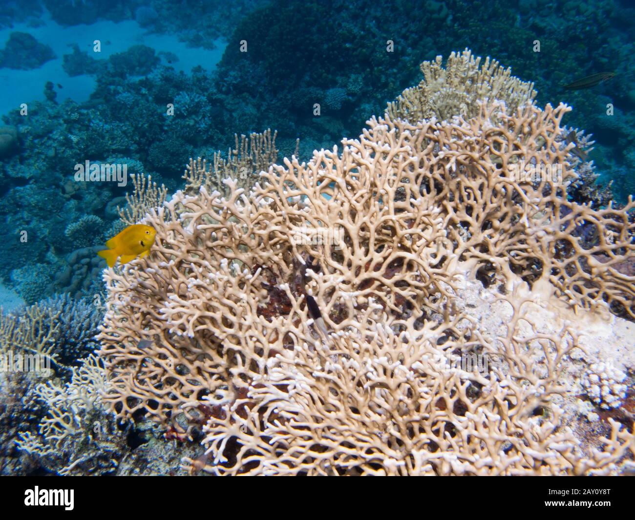 Immense corail avec un petit poisson jaune Banque D'Images