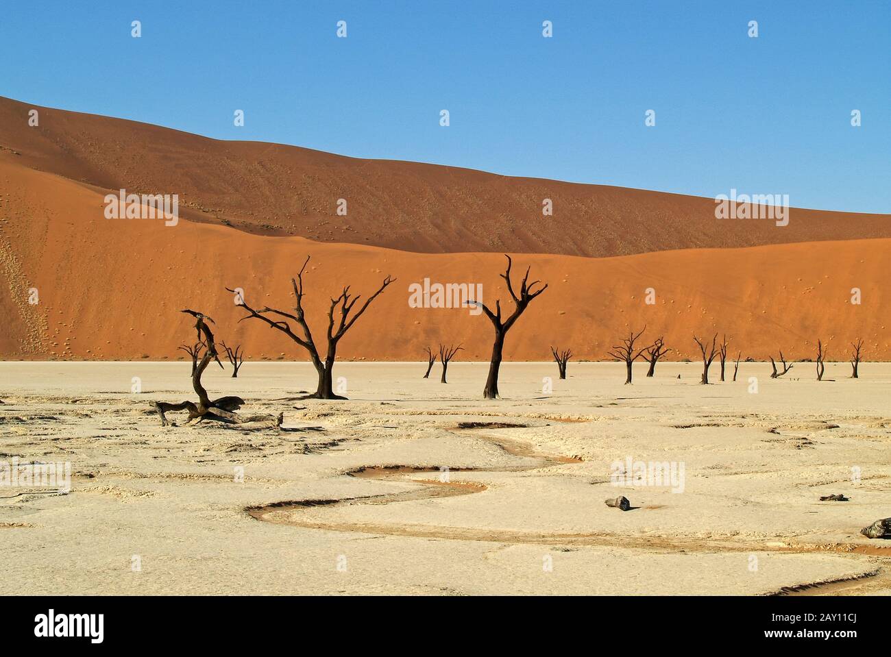 Dead Vlei, Désert du Namib, Namibie Banque D'Images