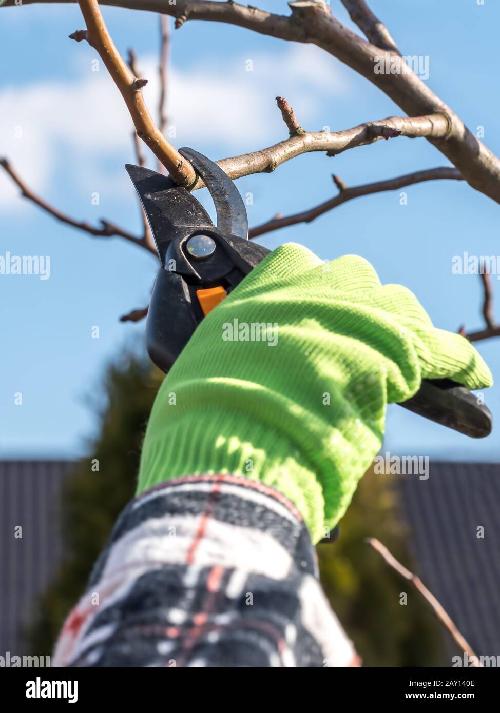 Gros plan des mains du jardinier élaçant les branches des arbres fruitiers avec les élagueurs Banque D'Images