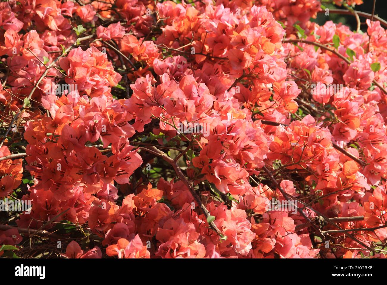 Beaucoup de grandes fleurs rouges sur une branche d'arbre à proximité. Fond de fleur Banque D'Images