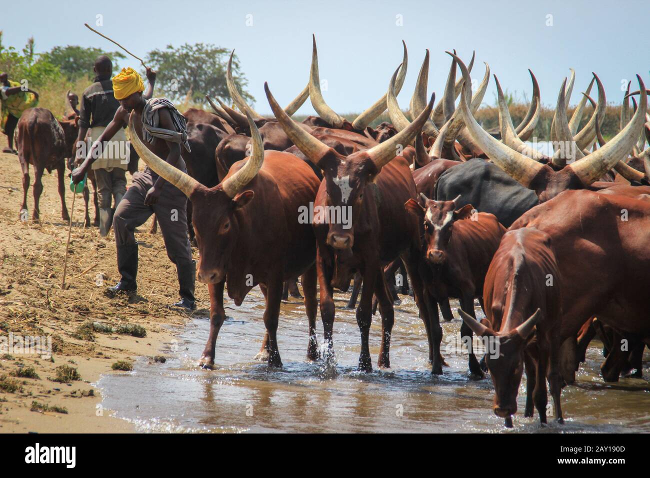 Kampala, Ouganda - 17 février 2015 : vaches à viande brune inhabituelles avec de longues cornes. Traditionnellement cultivé en Ouganda. Une vache de berger. Banque D'Images