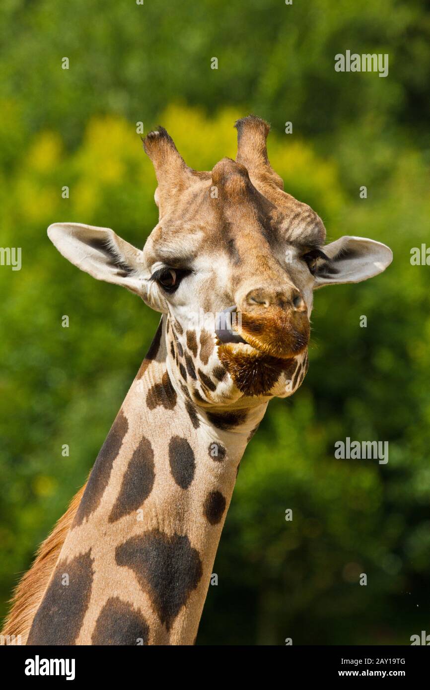 Girafe ougandaise, Giraffa camelopardalis rothschildi Banque D'Images