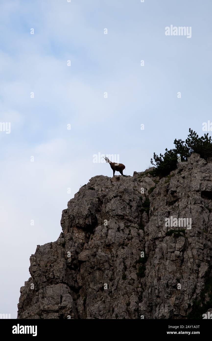 Chamois dans les Alpes italiennes Banque D'Images