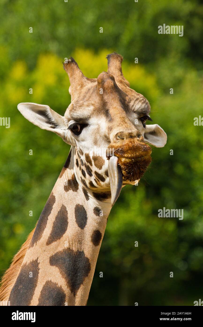 Girafe ougandaise, Giraffa camelopardalis rothschildi Banque D'Images