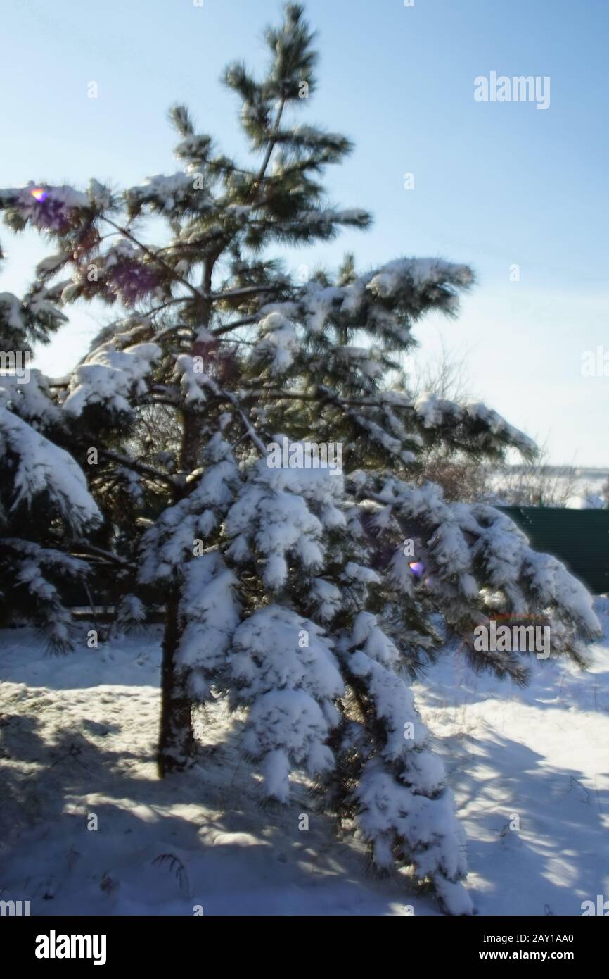 Soleil aux rayons dans les branches de pins enneigés. Forêt d'hiver. Banque D'Images