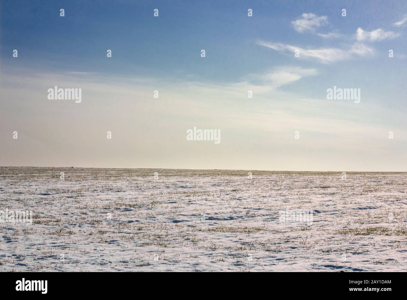 Champ enneigé avec blé d'hiver lors d'une journée hivernale ensoleillée. Neige blanche et ciel bleu. Banque D'Images