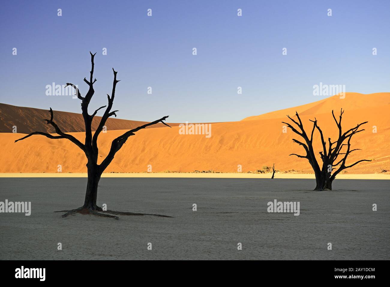 Arbres à arbépine de chameau (Acacia erioloba), également connu sous le nom d'argousier de chameau ou de choux de chameaux Banque D'Images