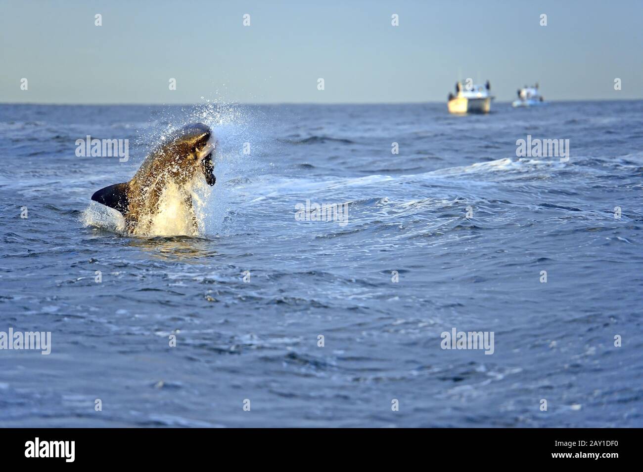 Grand requin blanc (Carcharodon carcharias), chasse pour proie, phoque Banque D'Images