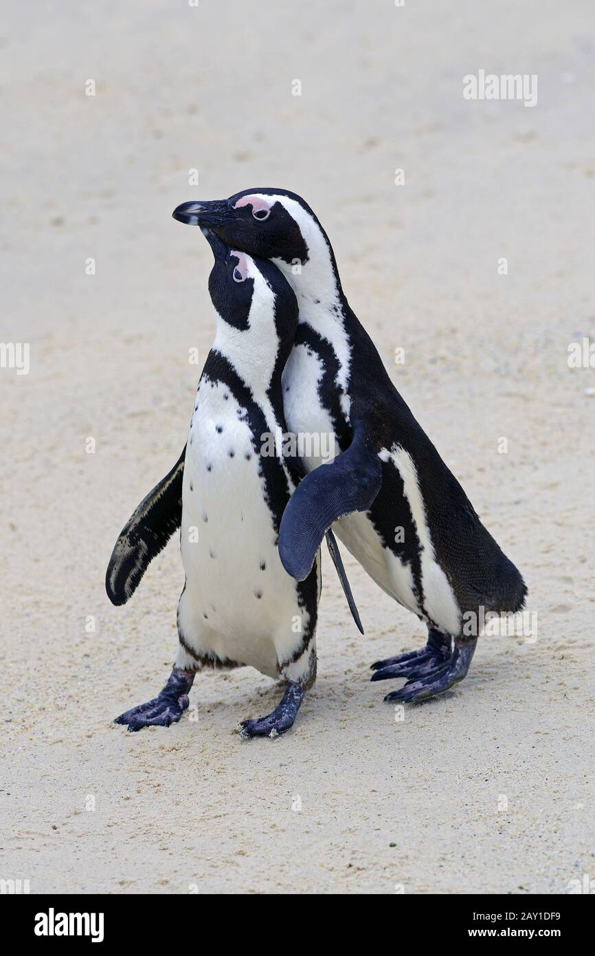 Jackass Penguin (Spheniscus demersus), accouplement, Boulders Beach, Banque D'Images