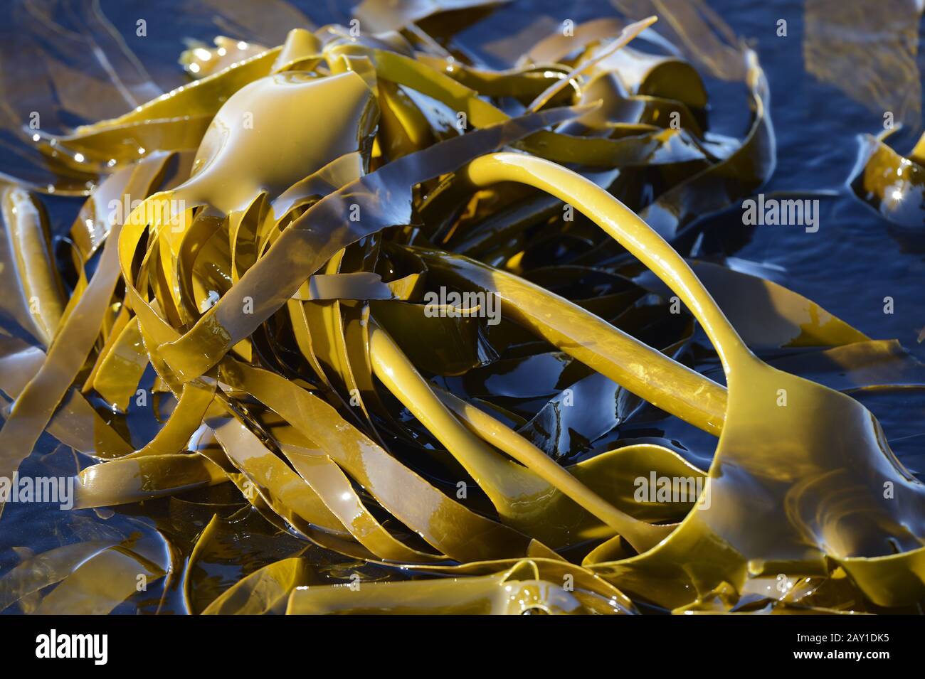 Riesentang (Macrocystis pyrifera), Kelp, Bird Island, Kap Ouest, Banque D'Images