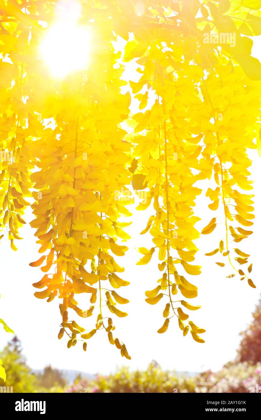 Pluie dorée jaune ou fleurs en chaîne au soleil d'été, texture toile de fond fleurie. Banque D'Images