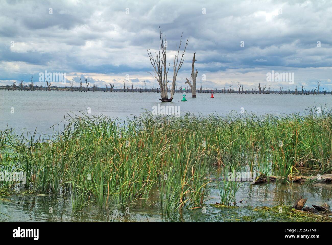 Australie, troncs d'arbres morts dans le lac Mulwala Banque D'Images