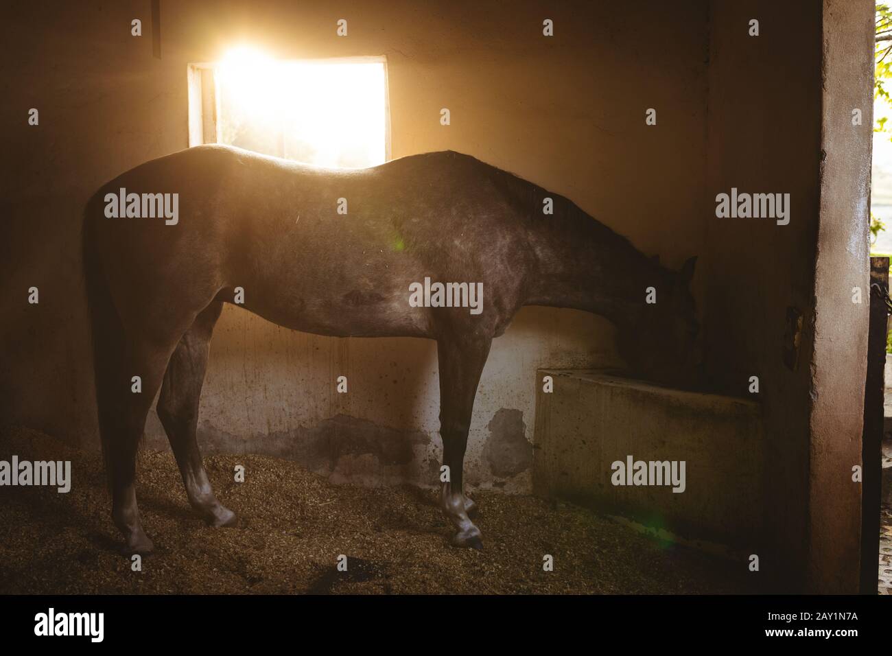 Boire du cheval dans la boîte Banque D'Images