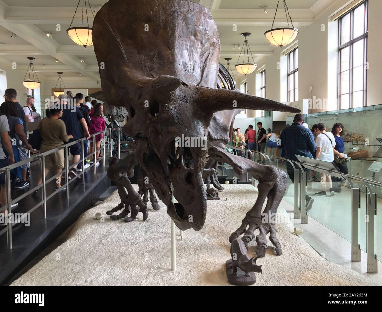 New York, États-Unis - le 20 août 2018 : un Triceratops monté au Musée américain d'histoire naturelle de New York Banque D'Images