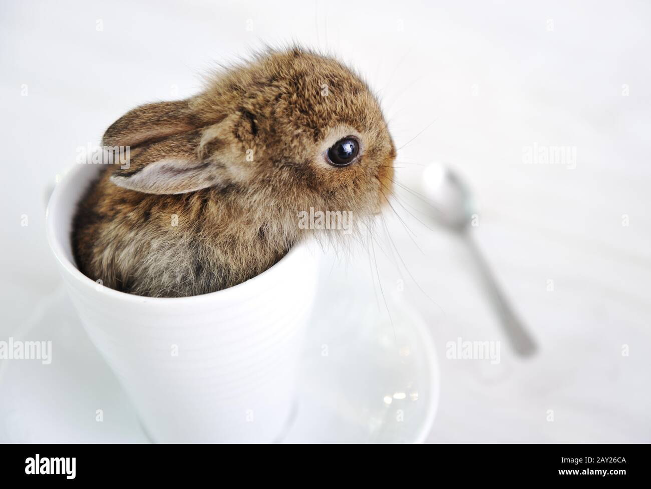 Bebe Mignon De Lapin Photo Stock Alamy