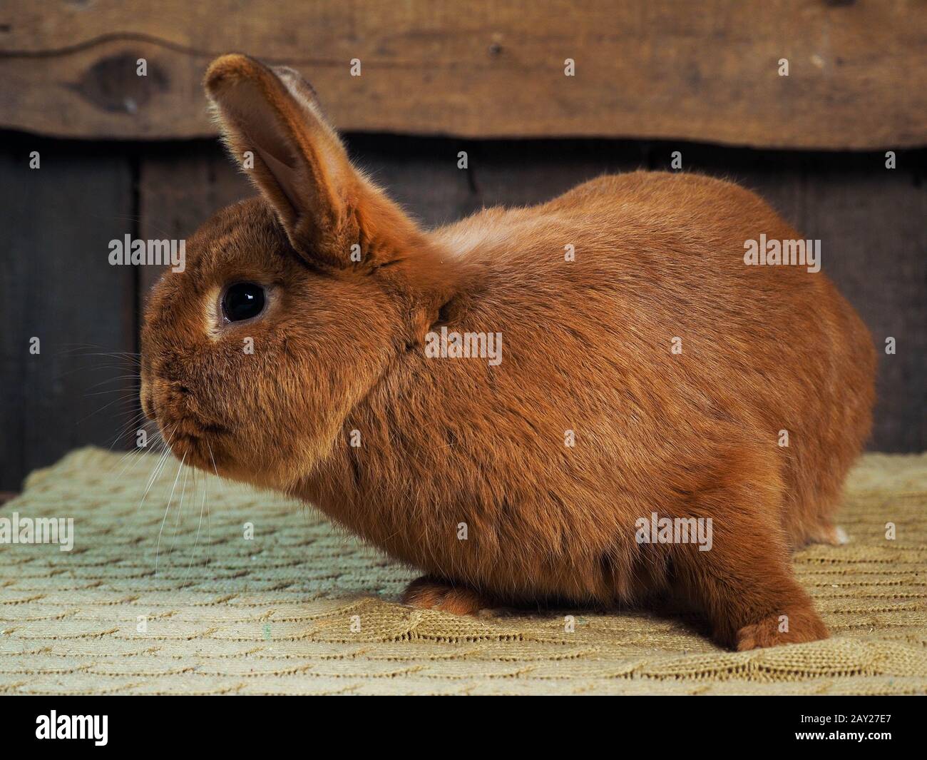 Le lapin rebrouge est un lapin rouge néo-zélandais. Portrait d'un animal Banque D'Images