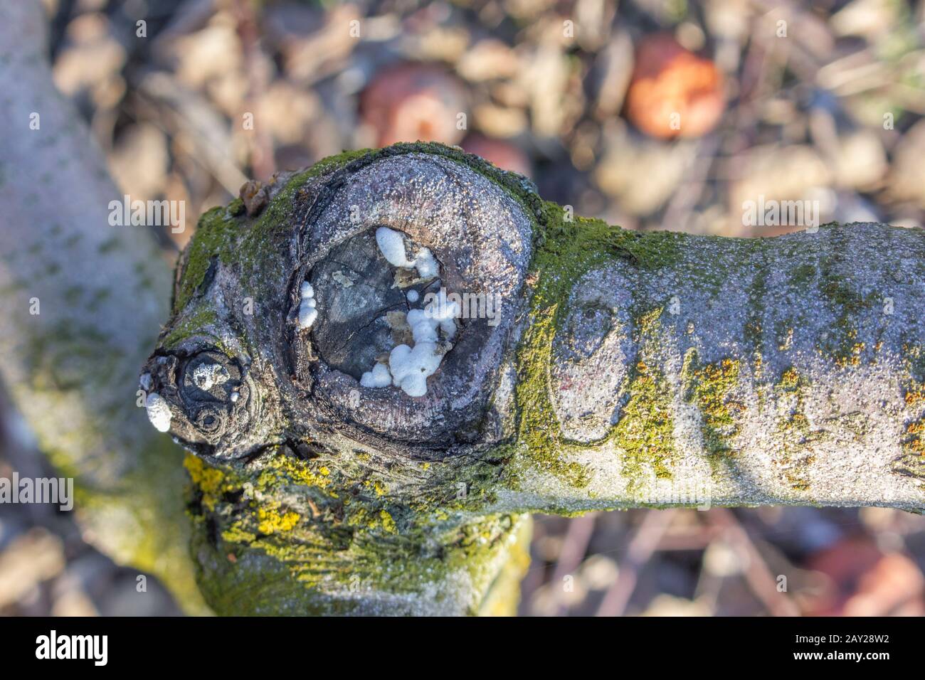 Moss et un nœud malade sur une coupe guérie de pommier. Tonte saisonnière des branches. Banque D'Images