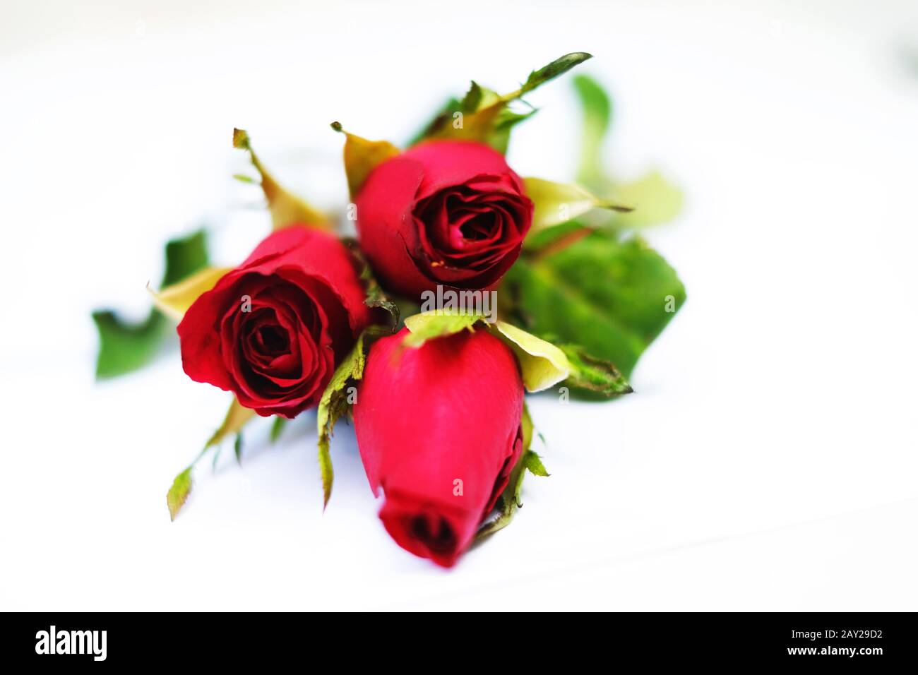 Trois roses rouges sur fond blanc Banque D'Images