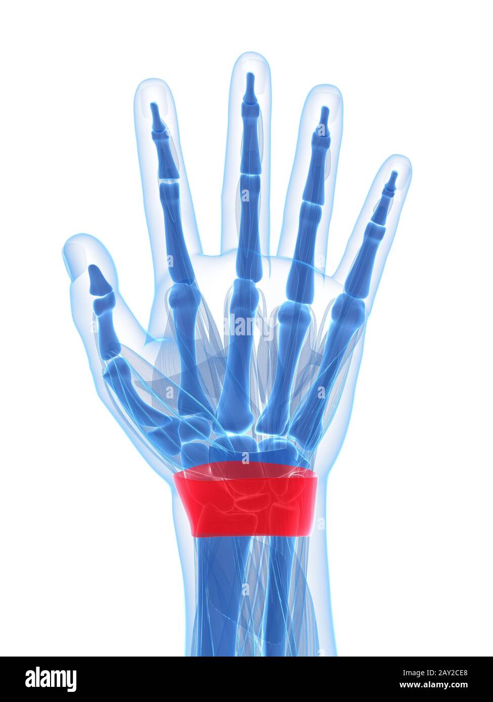 Rendu 3d illustration de l'appareil extenseur rétinaculum Banque D'Images