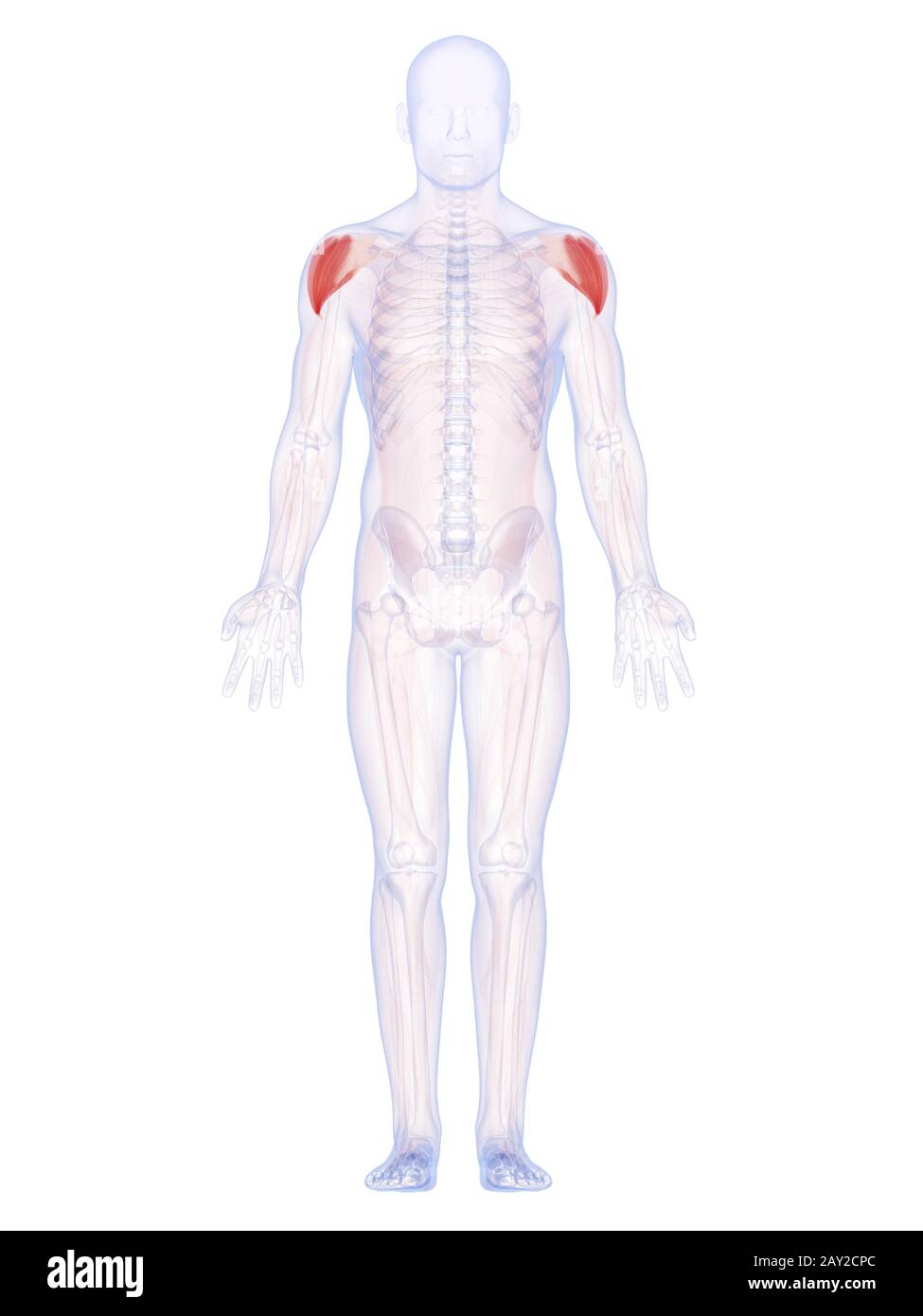 Illustration de rendu 3D les muscles des épaules Banque D'Images